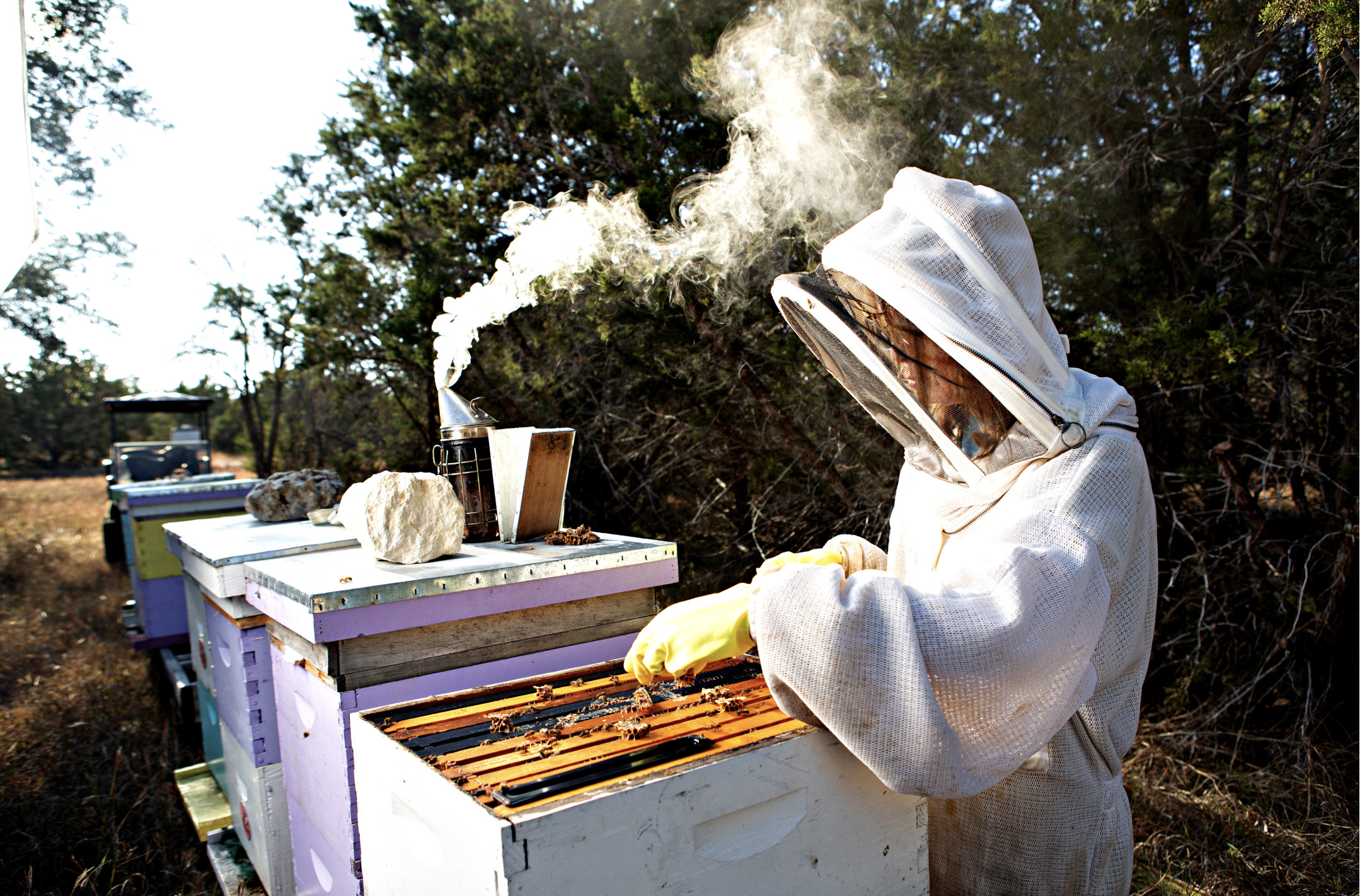 Bees Project 2
