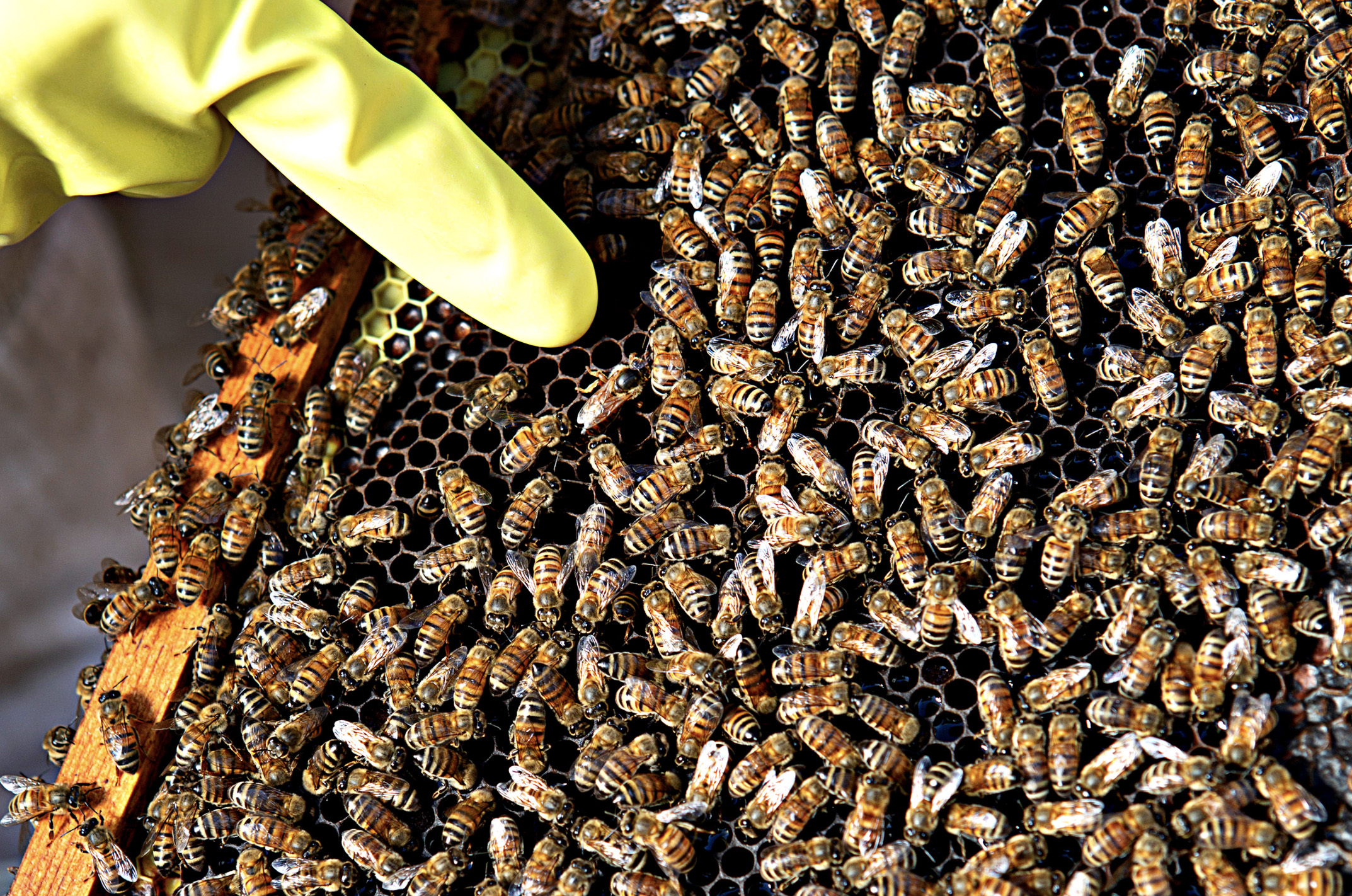 Bees Project 3