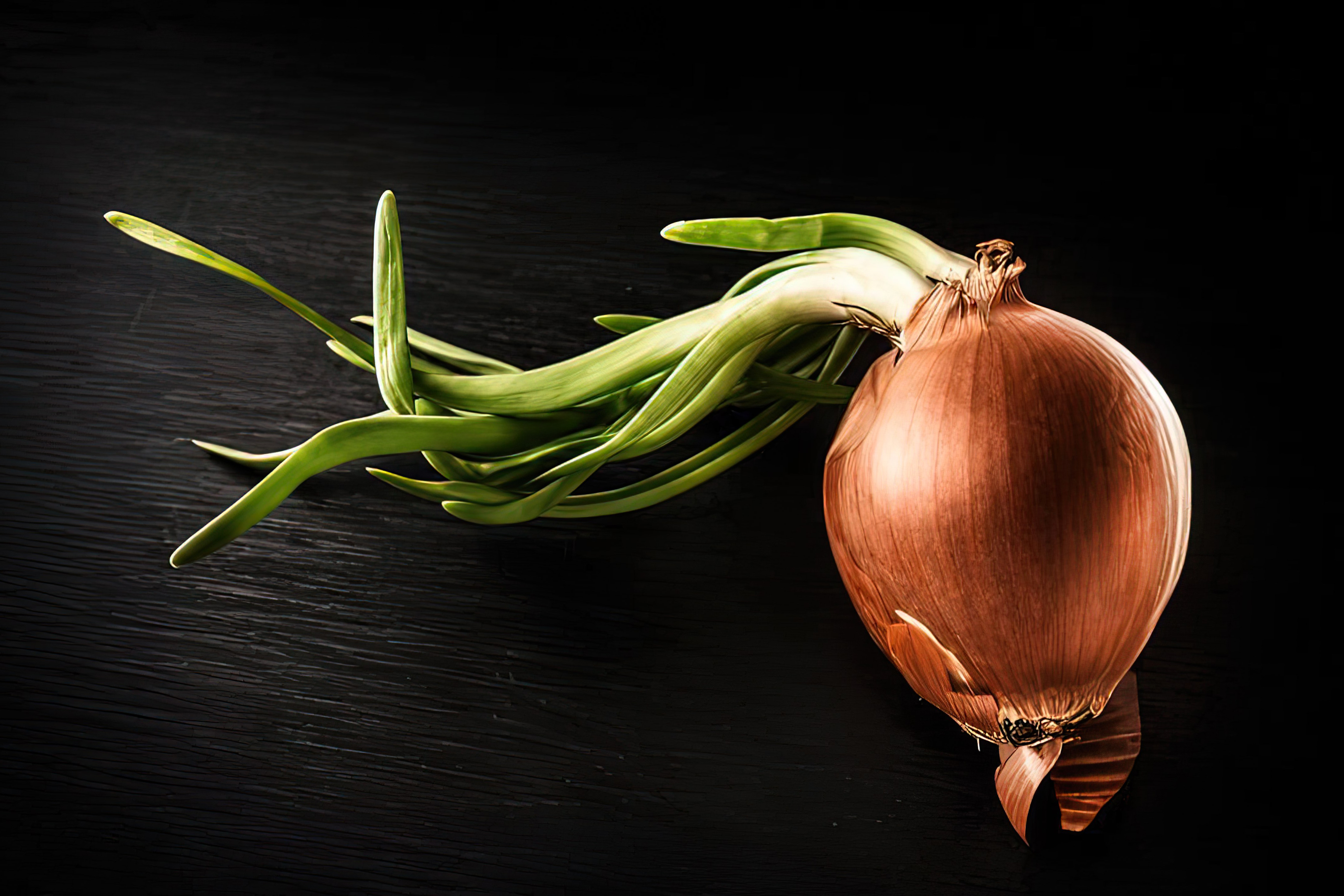 Onion with sprouts